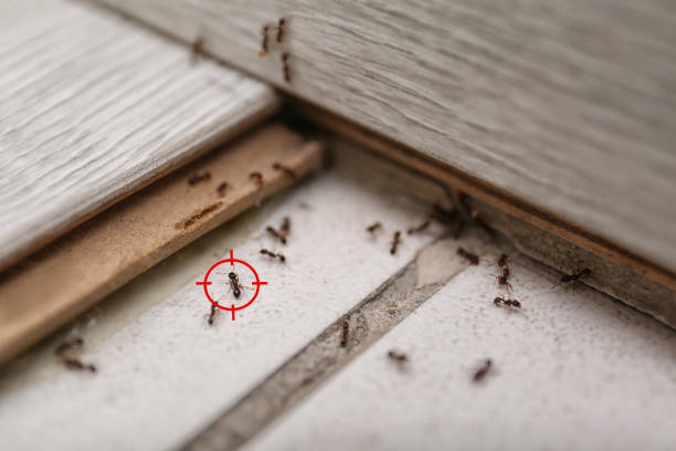 Best Pest Removal Services  in Gamerco, NM