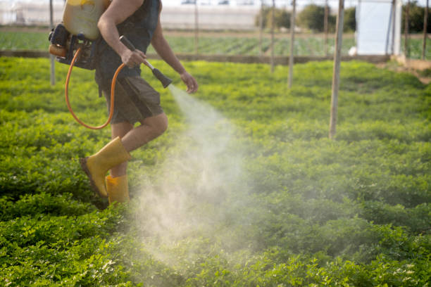 Best Ant Control Services  in Gamerco, NM