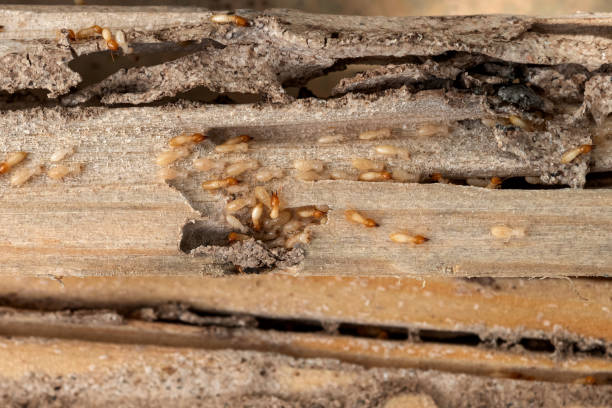 Best Exterminator Services  in Gamerco, NM