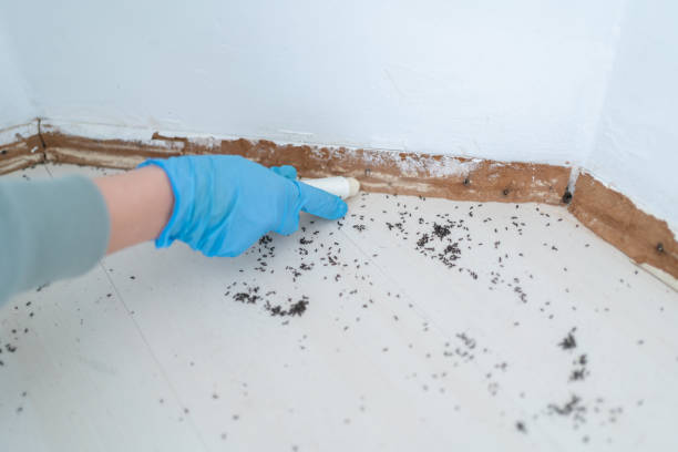 Best Ant Control Services  in Gamerco, NM